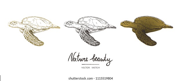 Vector illustration. Pen style vector sketch. Terrapins. Underwater world . Vector objects set.