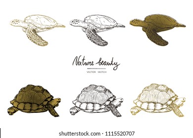 Vector illustration. Pen style vector sketch. Terrapins and turtles. Vector objects set.