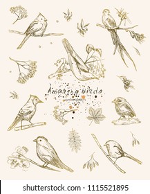 Vector illustration. Pen style sketch objects. Birds on branches. Leaves and berries.