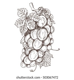 Vector illustration. Pencil sketch. Bunch of grapes isolated on a white background. Botanical.