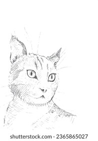 A vector illustration of a pencil sketch of a cat. Black and white on white background