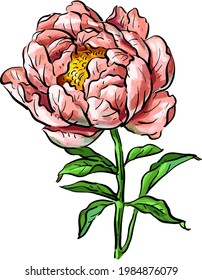 Vector illustration with peony flower