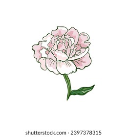 Ilustración vectorial de la flor peony. Flor de jardín rosa suave aislada en un fondo blanco.
