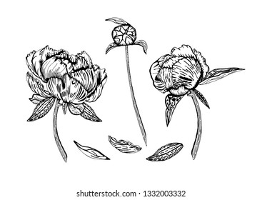Vector illustration of peony flowers, buds and leaves. Peony plants, isolated on white background, hand drawn in black and white.