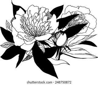 Vector illustration with peony. Hand drawn flower. Isolated.