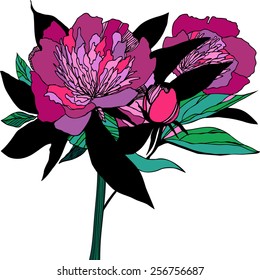 Vector illustration with peony. Hand drawn pink flower. Isolated.