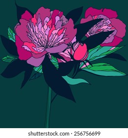 Vector illustration with peony. Hand drawn flower. Isolated.