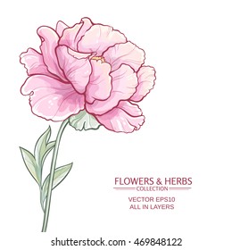 vector illustration with  peony on white background 