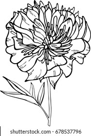 Vector illustration of peony on white background. Perfect for invitations, greeting cards, postcard, fashion print, banners, poster for textiles, fashion design.