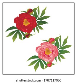 Ilustración vectorial de peony. Conjunto de peonías rojas y rosadas aisladas sobre fondo blanco.