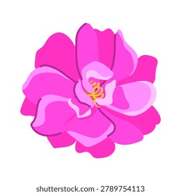 A vector illustration of a peony-shaped rose. The hand-drawn pink flower is isolated on a white background. The Damask rose is used to produce essential oil and is grown for cosmetic in Iran, Bulgaria