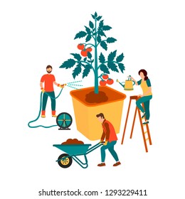 Vector illustration of people grow a healthy organic tomato plants with green foliage and ripe juicy red a  tomato. Character Gardener Growing Plants Concept