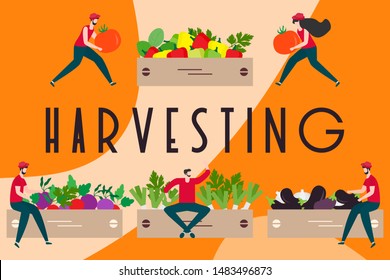 Vector illustration with people harvesting vegetables, boxes, harvesting inscription. Harvesting, agricultural work. Fall Harvest Fest design. Design for web page, presentation, print.