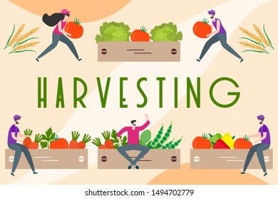 Vector illustration with people harvesting vegetables, boxes, harvesting inscription. Harvesting, agricultural work. Fall Harvest Fest design. Design for web page, presentation, print.