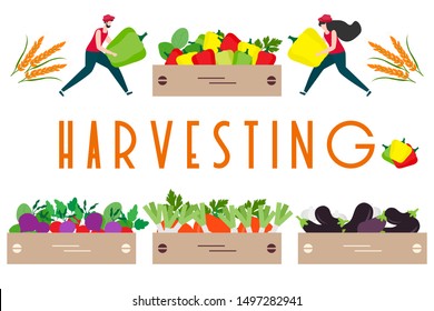 Vector illustration with people harvesting vegetables, boxes, harvesting inscription. Harvesting, agricultural work. Fall Harvest Fest design. Design for web page, presentation, print.