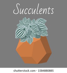 Vector illustration of peperomy watermelon in a geometric pot