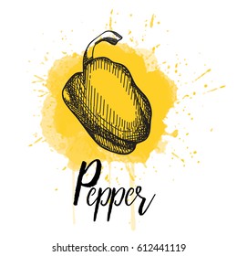 Vector illustration of a pepper. Hand drawn