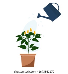 vector illustration of a pepper in a pot watering a watering can isolated on a white background