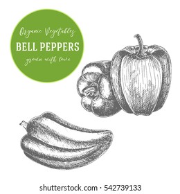 Vector illustration of peppers. Hand drawn with ink vintage illustration