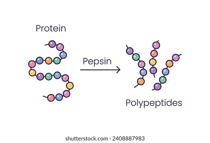 Vector Illustration of pepsin enzyme effect on protein molecule	