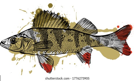 the vector illustration of the Perch fish