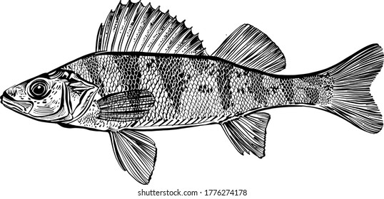 the vector illustration of the Perch fish