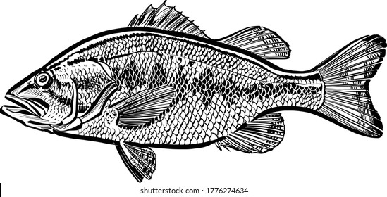 the vector illustration of the Perch fish