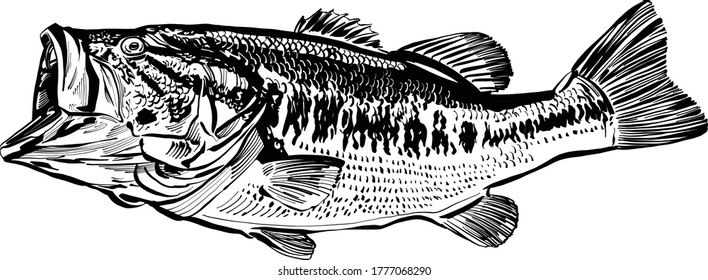 the vector illustration of the perch fish