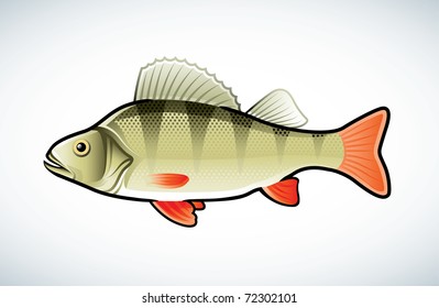 Vector illustration of a perch isolated on white