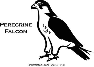 Vector illustration of a peregrine falcon, Peregrine bird. Bird of prey, falcon family
