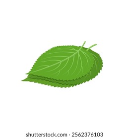 Vector illustration of perilla leaves isolated in white