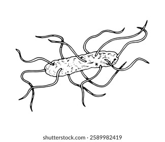 Ilustración vectorial de una bacteria peritrichosa en blanco y negro con fondo. Célula microbiana dibujada a mano con múltiples flagelos. Objetos aislados en técnica de arte lineal para diseños médicos