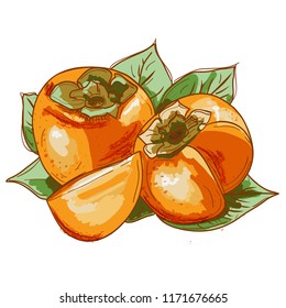 Vector illustration of persimmon 