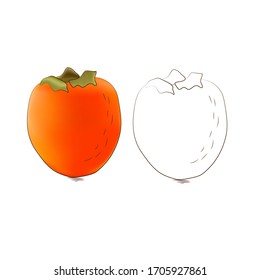 Vector illustration of persimmon fruit in color and black and white.Fruit sketch style illustration. Detailed vegetarian food sketch