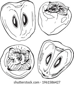 vector illustration persimmon fruit food set in black and white