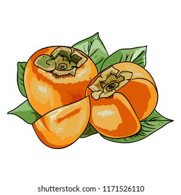 Vector illustration of persimmon fruit. Whole fruit and slice