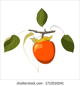 Vector illustration of a persimmon tree branch. Ripe persimmons on a branch with leaves.