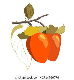 Vector illustration of a persimmon tree branch. Ripe persimmons on a branch with leaves.