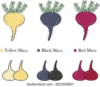 Vector Illustration of Peru Maca in white background, Black maca, Red maca, yellow maca