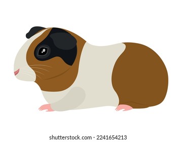 Vector illustration of a pet guinea pig.