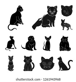 Vector illustration of pet and sphynx logo. Set of pet and fun vector icon for stock.