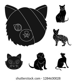 Vector illustration of pet and sphynx logo. Set of pet and fun stock symbol for web.