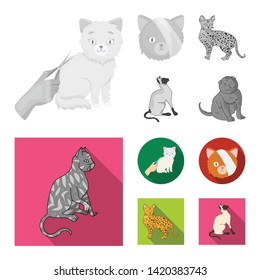 Vector illustration of pet and sphynx logo. Set of pet and fun vector icon for stock.