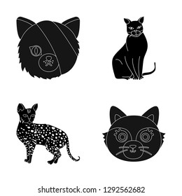 Vector illustration of pet and sphynx sign. Set of pet and fun stock vector illustration.