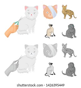 Vector illustration of pet and sphynx sign. Collection of pet and fun stock vector illustration.