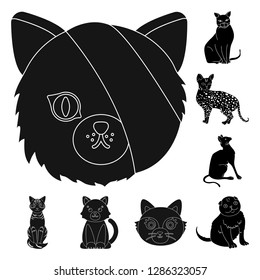 Vector illustration of pet and sphynx symbol. Collection of pet and fun stock symbol for web.
