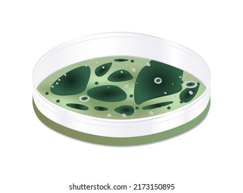 Vector illustration of the petri dish with green mold colonies isolated on a white background. Mold growing, laboratory test, and research, biochemistry.