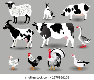 Vector Illustration. Pets and birds.


