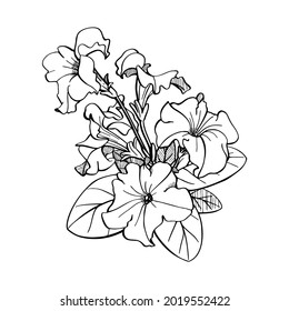 Vector illustration of a petunia. Set of hand drawn elements isolated on white background. Wedding concept.