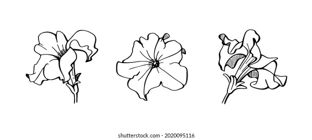 Vector illustration of a petunia. Set of hand drawn elements isolated on white background. Wedding concept.